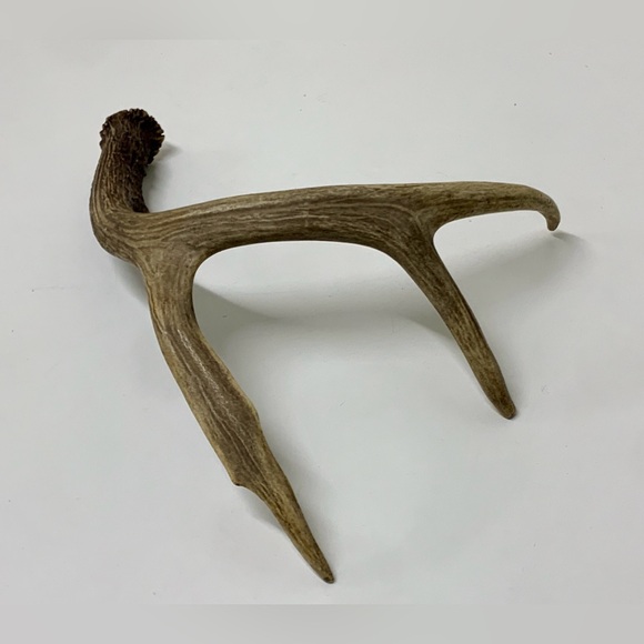 Vintage Upper Peninsula Michigan Deer Antler 12.1oz/344g - Picture 3 of 16